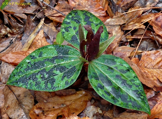 {Trillium underwoodii}
